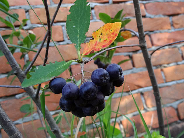 Ripe chokeberry berries