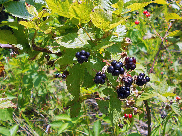 Ripe blackberries on a bush
