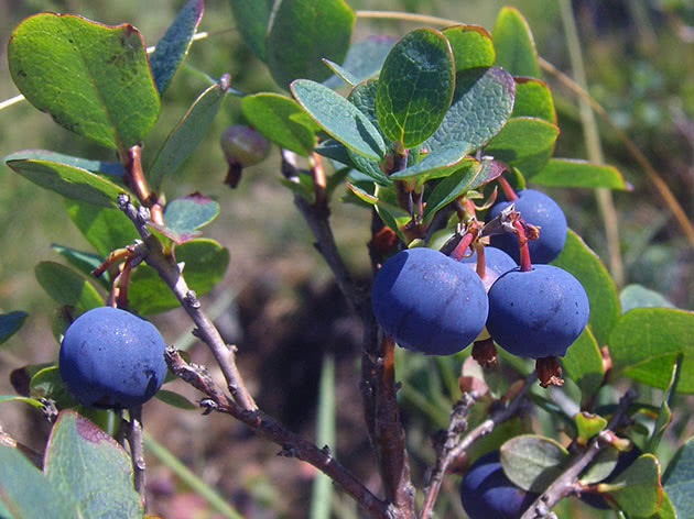 Mga hinog na berry sa isang blueberry bush