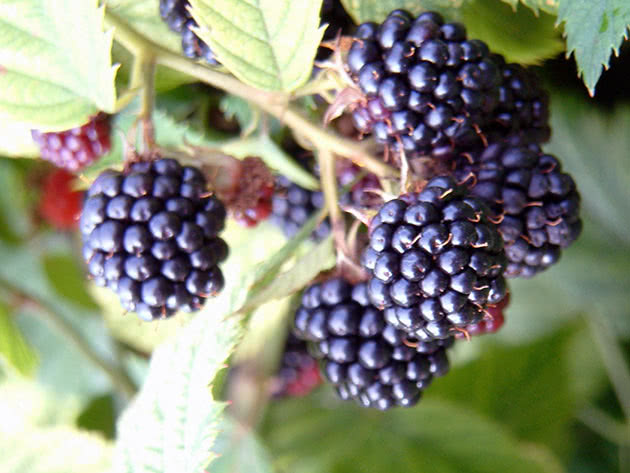 Mga hinog na blackberry sa hardin