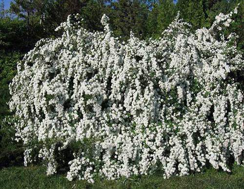 Spirea shrub with white flowers