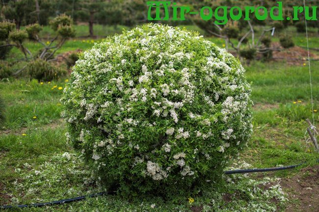 Spirea: planting and care in the Urals