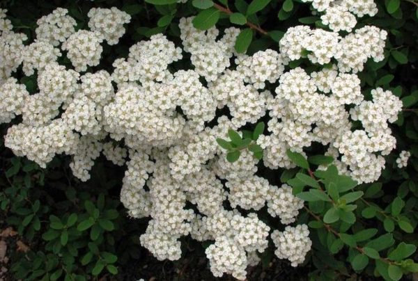 Spirea planting and care in the open field