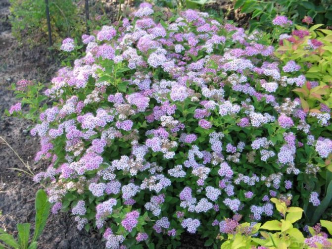 Spirea: planting and care in the open field