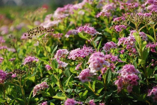 Spirea in the natural environment