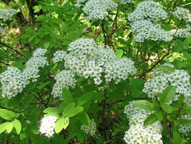 Spirea in Siberia planting and care