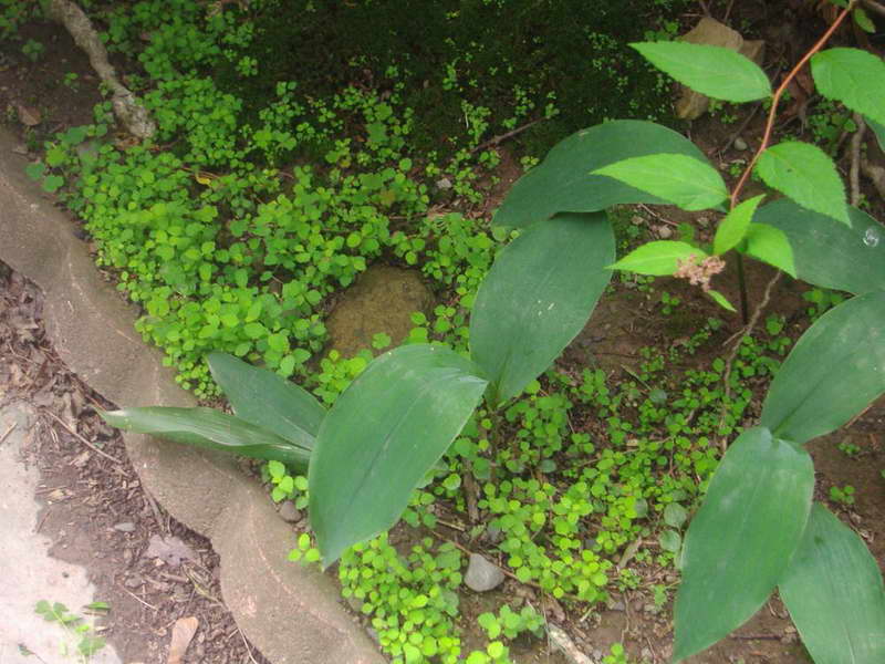 Spirea japanskt foto av plantor i det öppna fältet