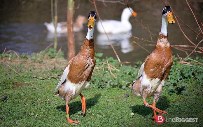 List of Large Duck Breeds: Indian Runners