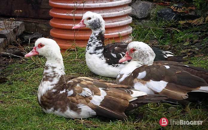 List of large breeds of ducks: Mulard