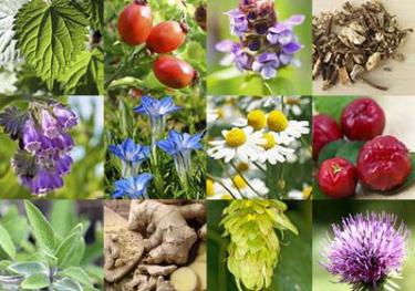 list of herbs to increase potency