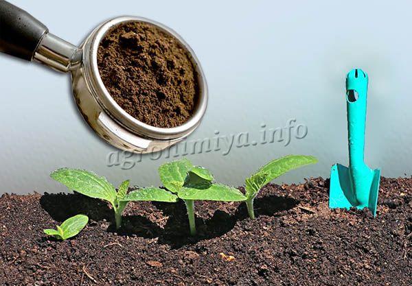 Sleep coffee for seedlings