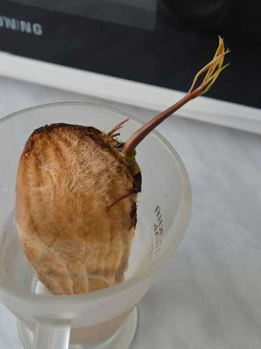 way to germinate a plant
