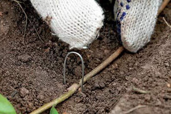 Metoda de reproducere a cătinii prin stratificare oferă răsaduri de înaltă calitate, care ulterior prind rădăcini bine
