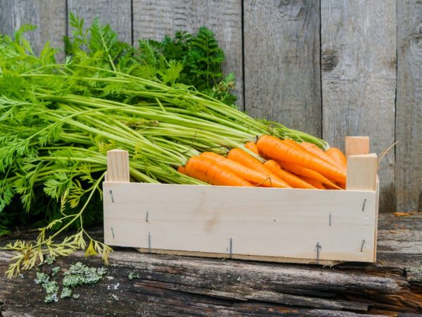 Начини за съхранение на моркови за зимата