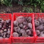 Ways to store beets at home