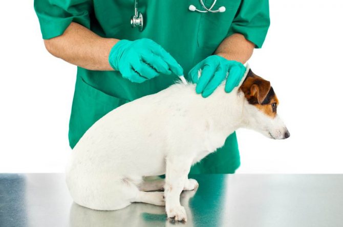 Ways to get rid of fleas in a dog.