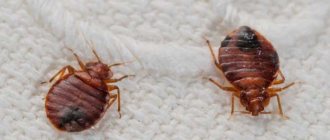 Ways to get rid of furniture bugs, useful tips