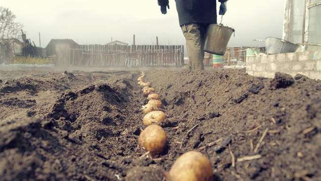Planting methods for potatoes
