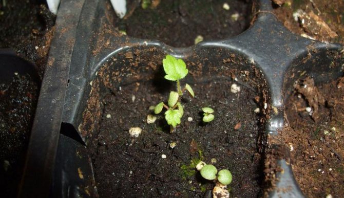 Методи за размножаване на храст Potentilla