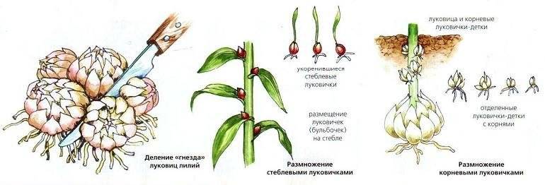 Методи за размножаване на лилии
