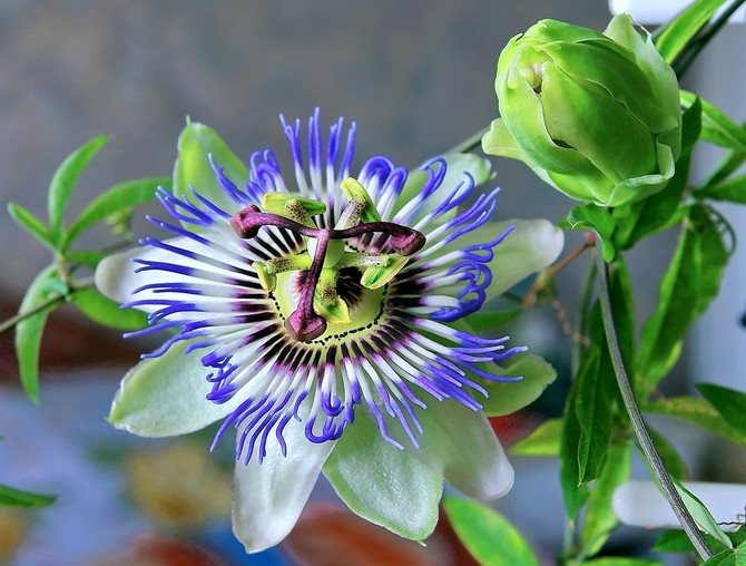 Ways to monitor passionflower seedlings