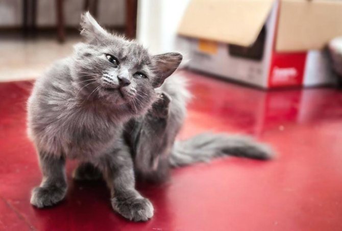 Ways to remove fleas from a kitten