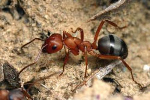 Мравките спят ли? И така, спят ли мравките?