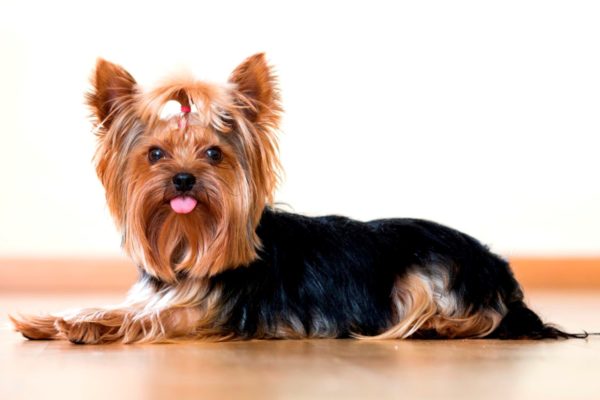 Di antara baka anjing, Poodles, lapdog dan terrier Yorkshire paling mudah dijangkiti heiletiosis.