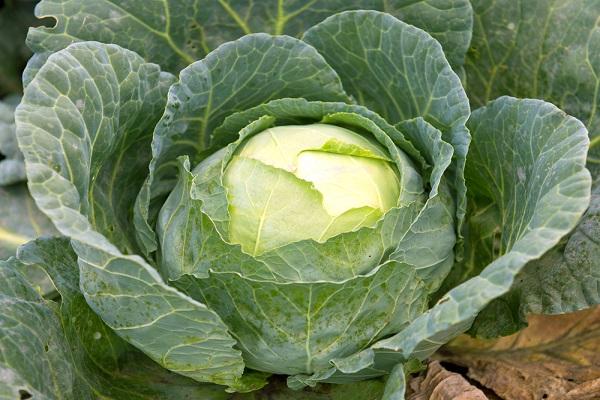 medium early cabbage