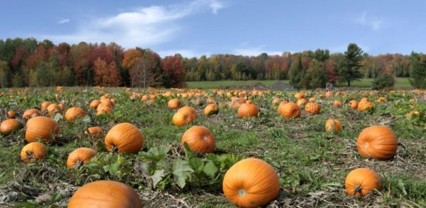 Mid-season pumpkins are best suited for the inhabitants of central Russia