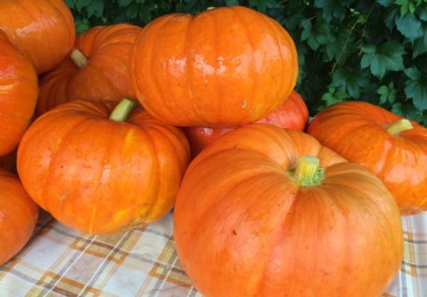 Mid-season pumpkins are full of vitamins and nutrients