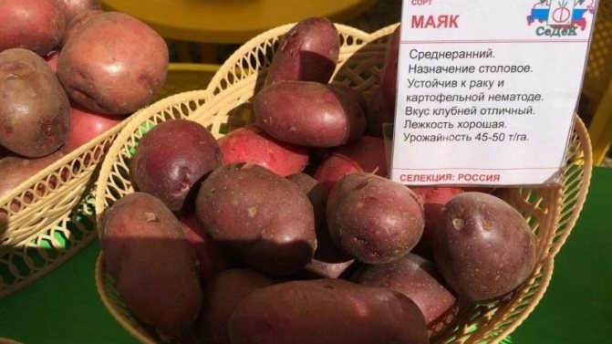'' Mid-season potatis sort
