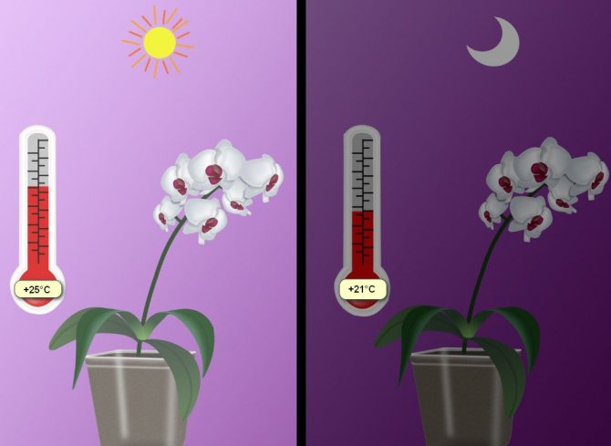 Purata suhu harian untuk phalaenopsis