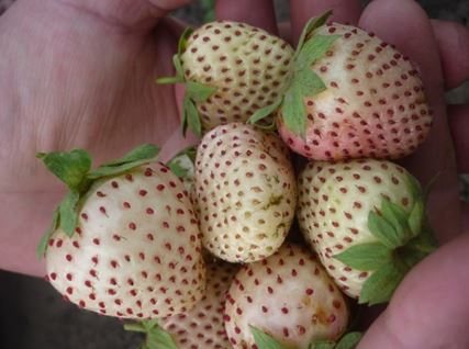 Katamtamang strawberry: larawan