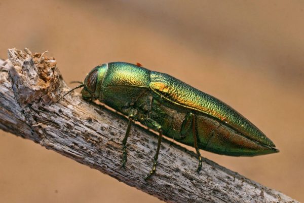 Panjang rata-rata kumbang Zlatka adalah kira-kira 3 cm