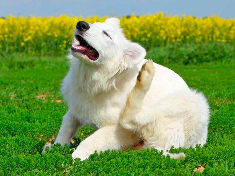 Средства против бълхи за кучета: избор на най-ефективното