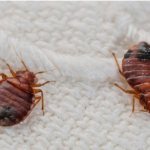 Odorless remedies for bedbugs