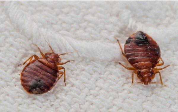 Luktfria botemedel mot bedbugs