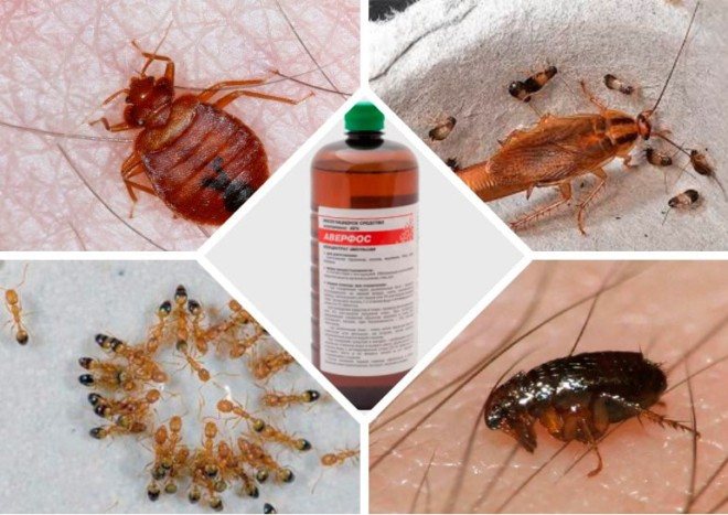 Remedies for bedbugs