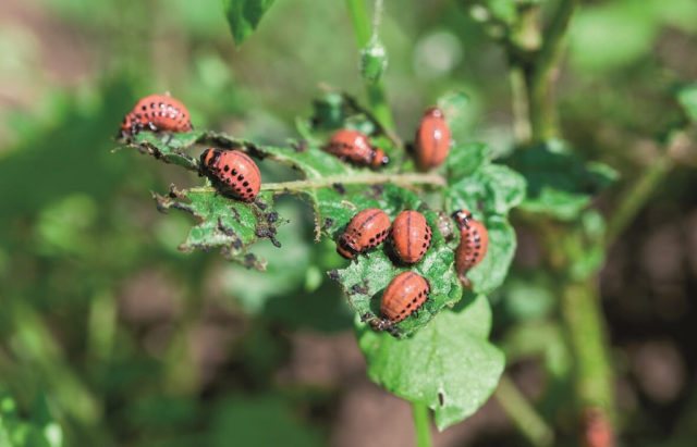 Remedies for the Colorado potato beetle on potatoes that will save the crop
