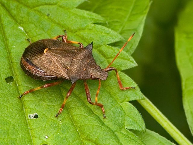 Ubat untuk kumbang kentang Colorado pada kentang yang akan menyelamatkan tanaman