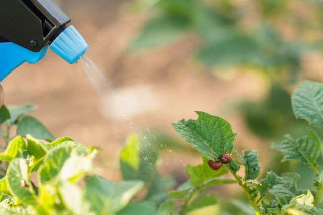 Ubat untuk kumbang kentang Colorado pada kentang yang akan menyelamatkan tanaman
