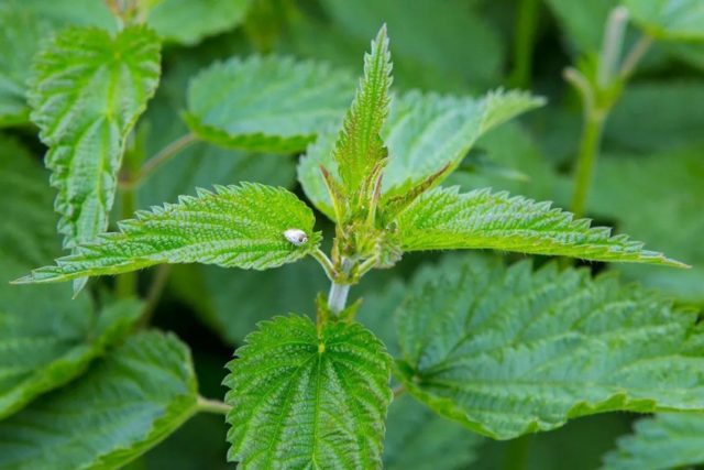 Mga Kontrol sa Lawn Weed: Ang Pinakamahusay na Mga Herbisyong Tradisyunal na Paraan para sa Perpektong Lawn