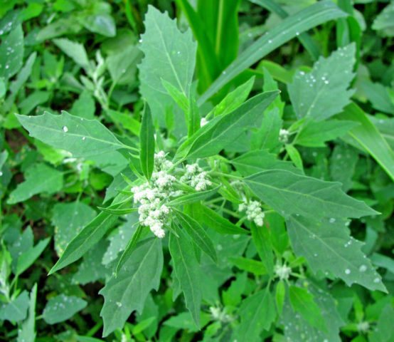 Mga Kontrol sa Lawn Weed: Ang Pinakamahusay na Mga Herbisyong Tradisyunal na Paraan para sa Perpektong Lawn