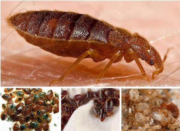 Åtgärd för bedbugs Cucaracha: recensioner och instruktioner för användning