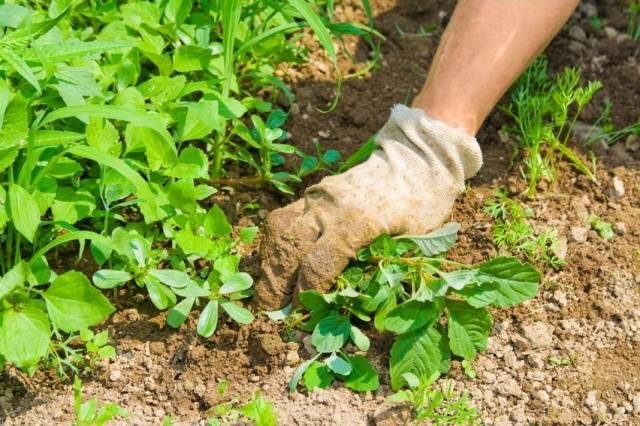 Roundup Weed Control - Effective Garden Cleaner