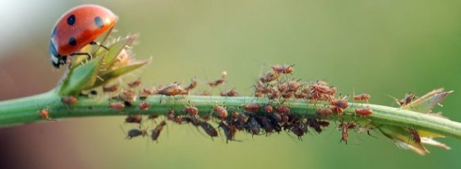 aphid remedy