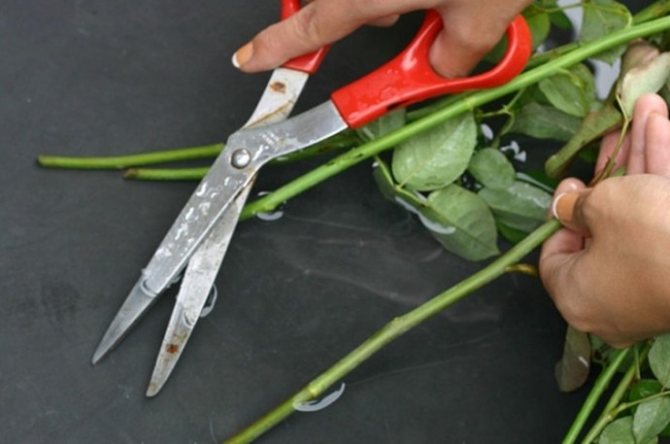 cut the stems of the roses
