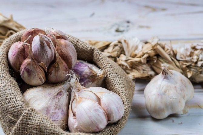 shelf life of garlic