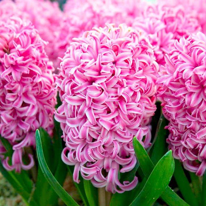 Ang term para sa paglilinis ng mga maagang halaman tulad ng Pink Pearl hyacinth, pati na rin ang Bismarck, Marie, Miosotis, General Kohler, Lord Balfour, Innosans, ay higit sa 20 araw.